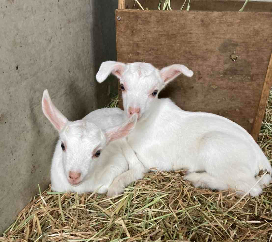 生まれたばかりの子ヤギ