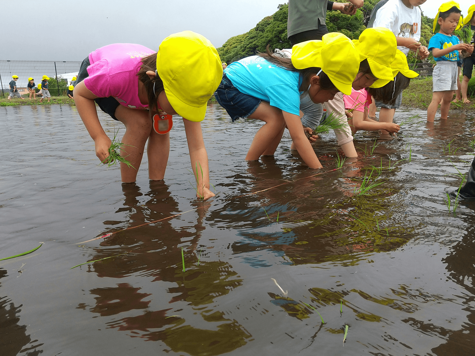 田植えをする子どもたち