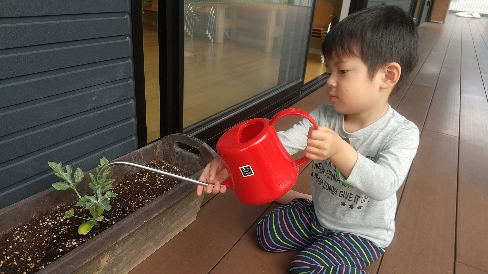 植物に水やりをする子ども