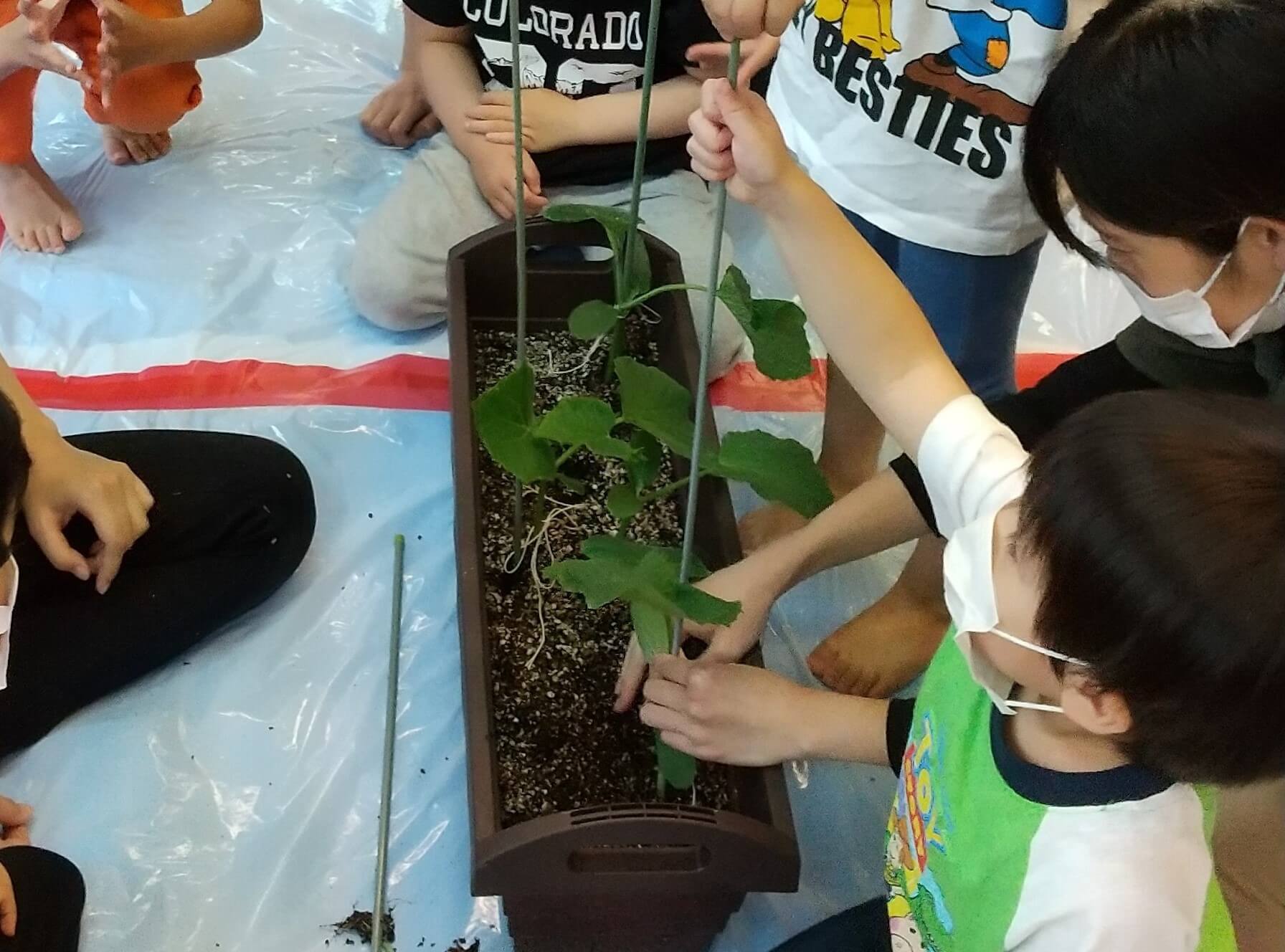 プランターに植えた野菜