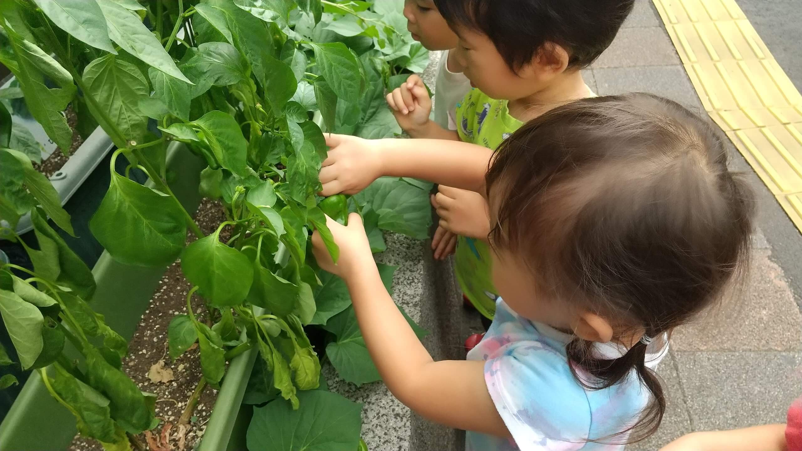 食べきれないほどの夏野菜が実ります。この日はピーマンの収穫です。