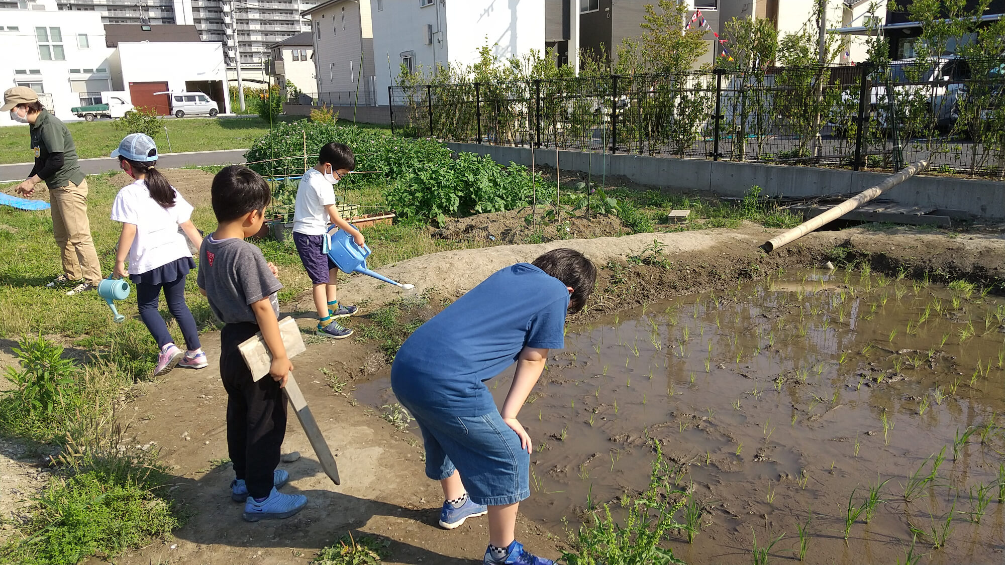 田植えをした田んぼの様子