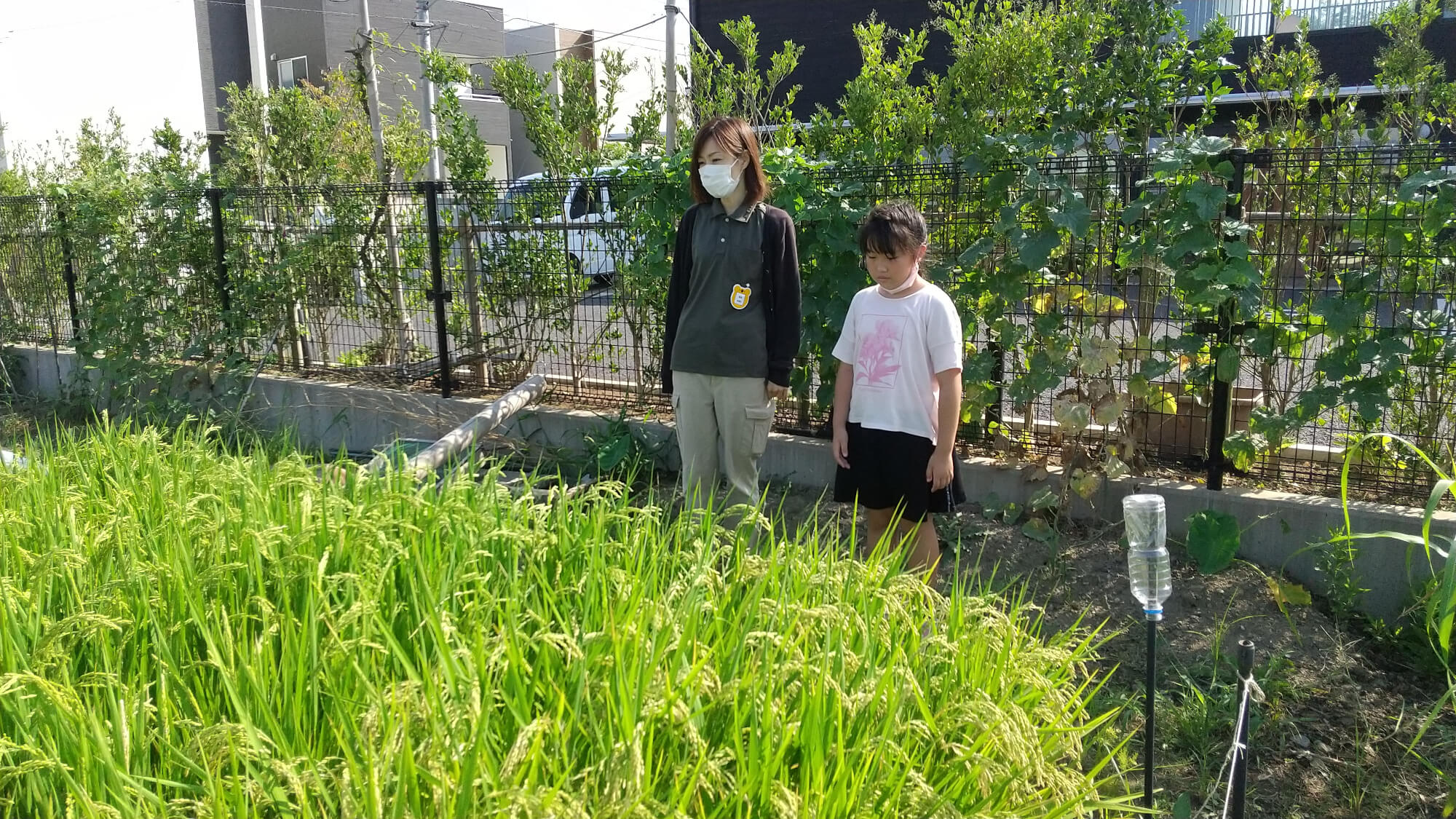 稲が実る田んぼの様子