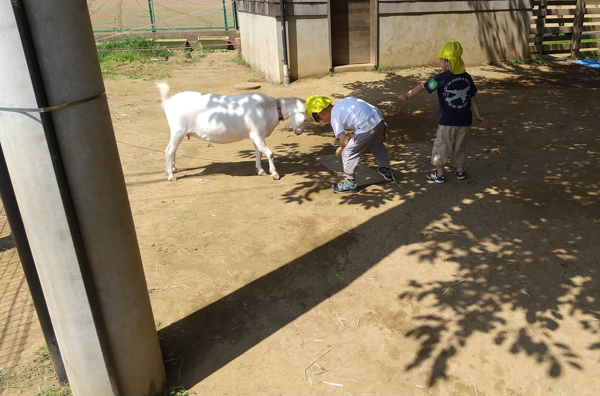 ヤギと頭を合わせて力比べする子ども