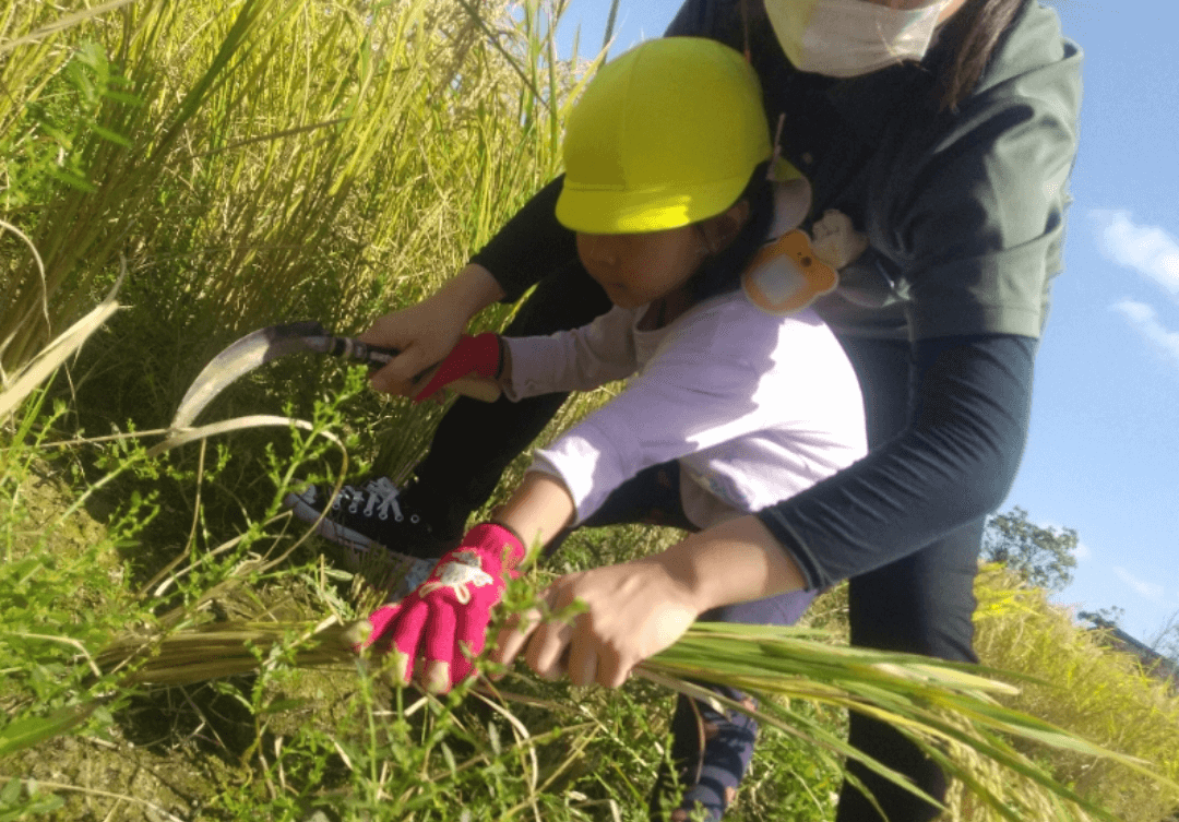 稲刈りをする子ども