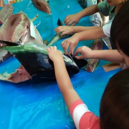 マグロの頭を触る子どもたち