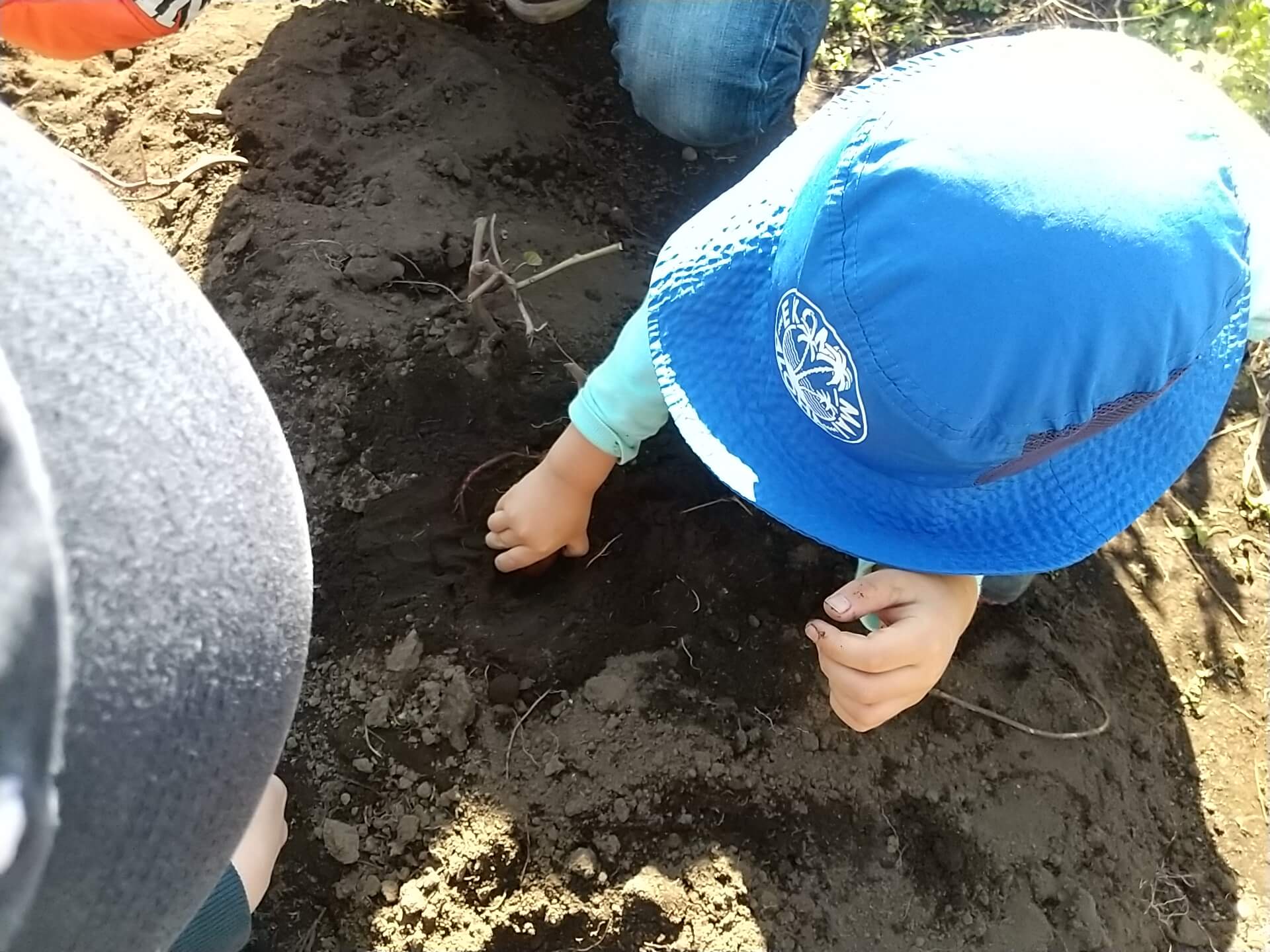 さつまいもを掘る子どもの様子