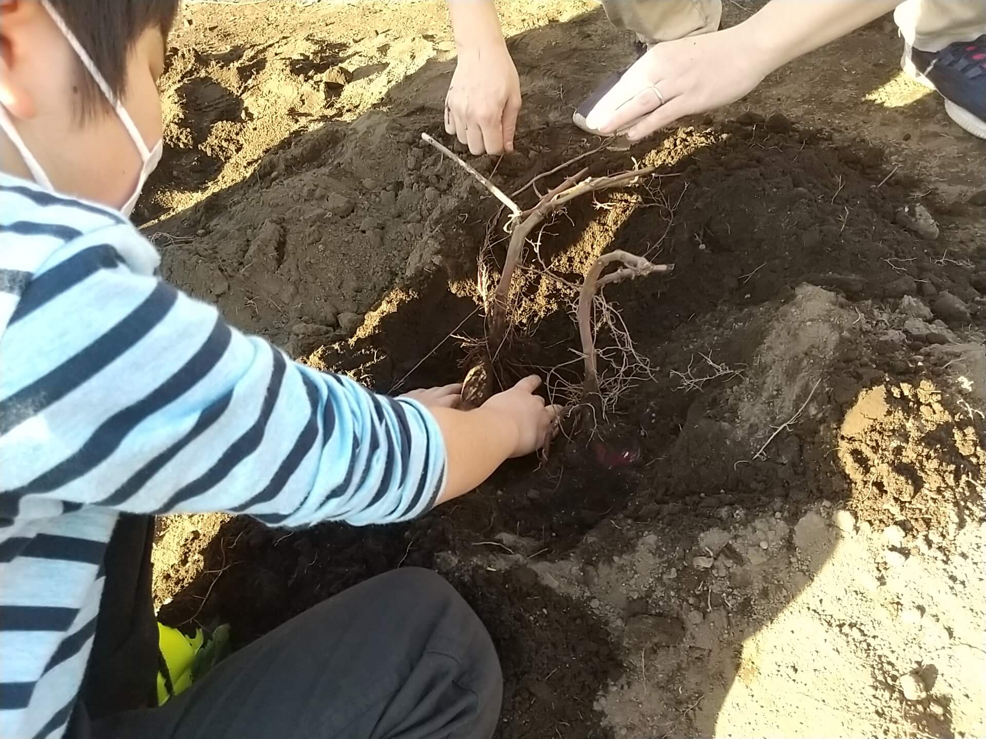 さつまいもを掘る子どもの様子