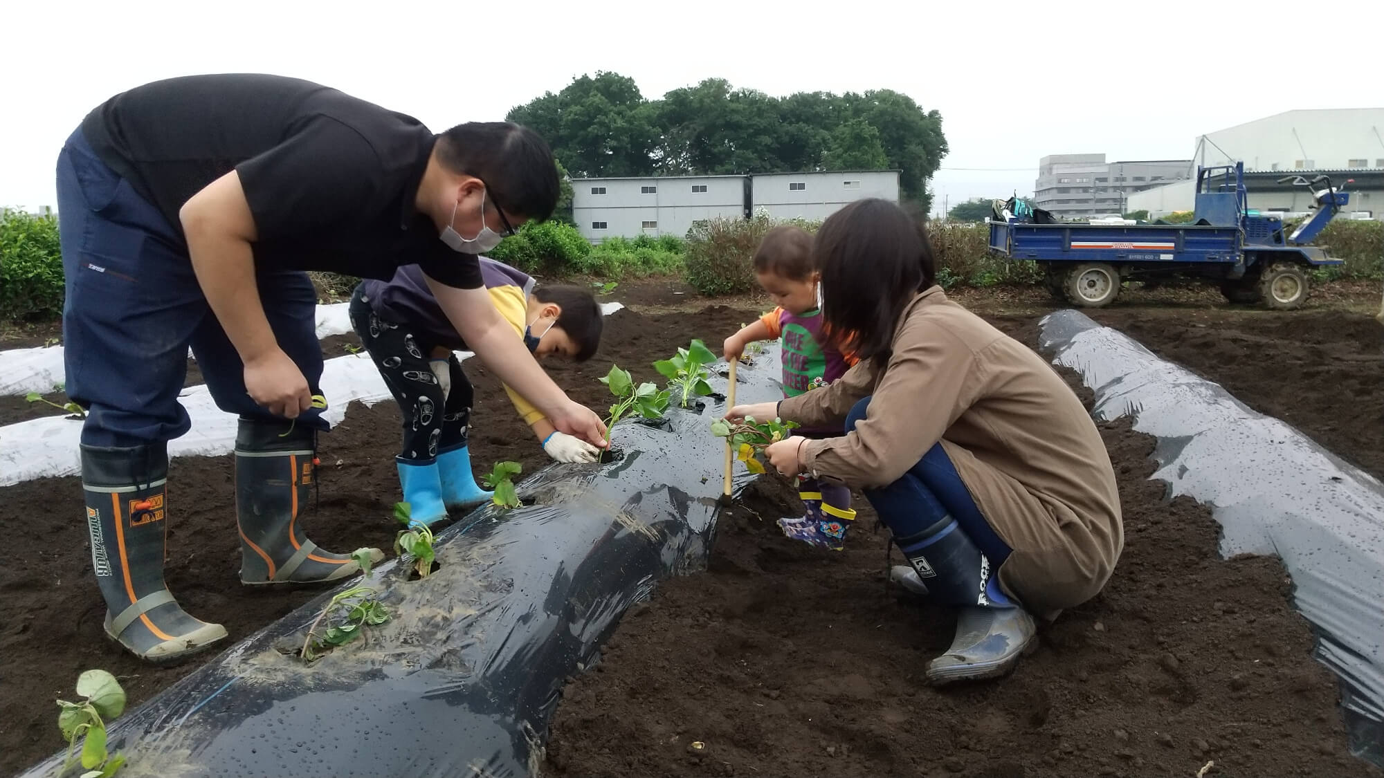 苗植えの様子