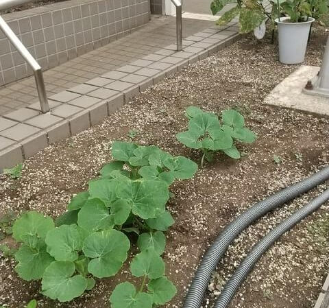 カボチャの種から芽が