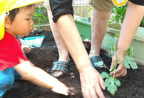 畑にすいかの苗を植える様子