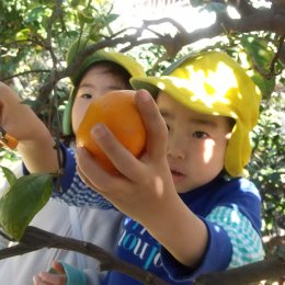 東寺尾どろんこ保育園「みかん狩り」