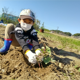 芋のつるを引っ張る子ども