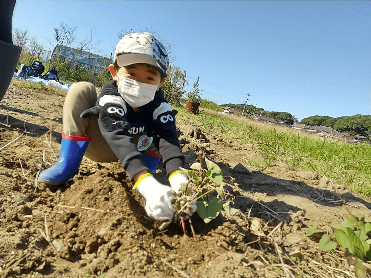 芋のつるを引っ張る子ども