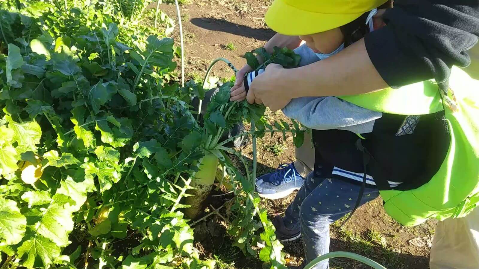 大根を収穫する子ども