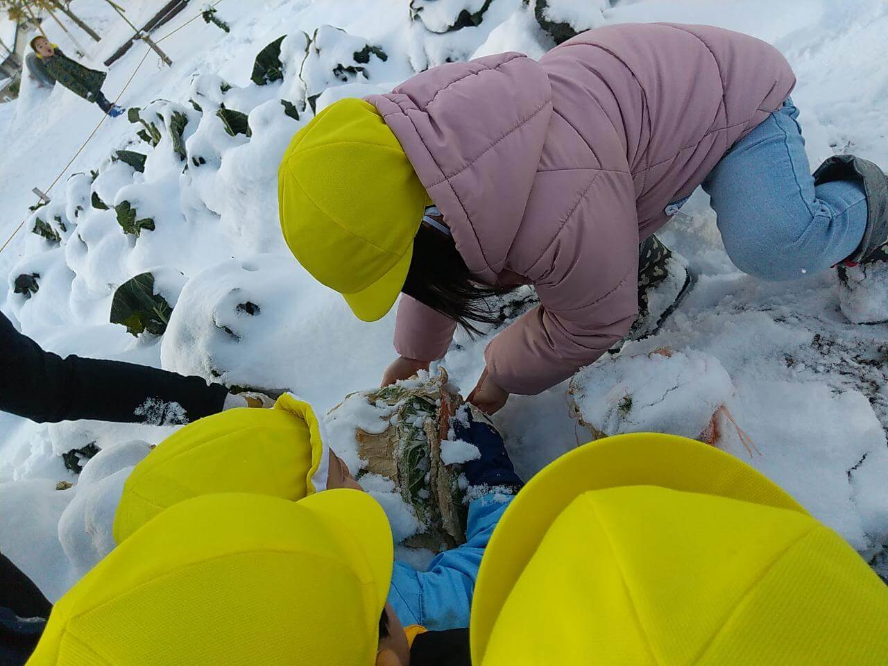 雪が積もった畑から野菜を収穫