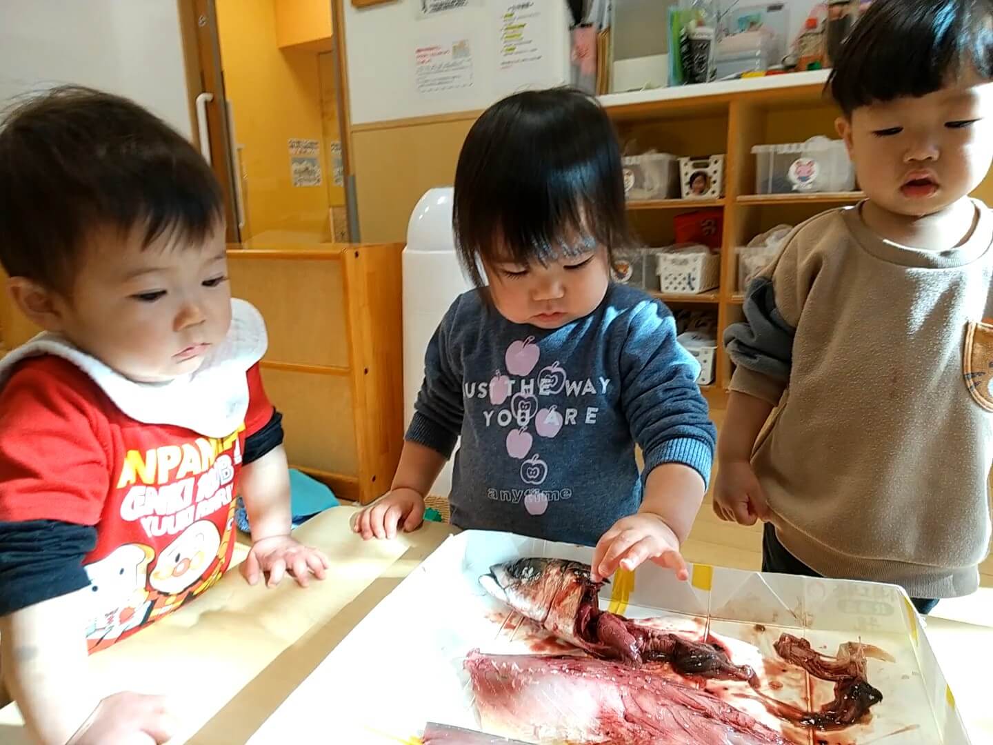 さばかれた鯖に触れてみる子ども