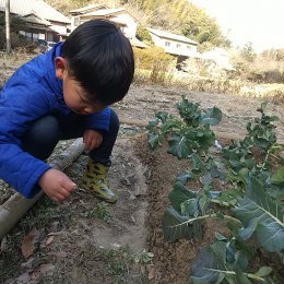 雑草を抜く子ども