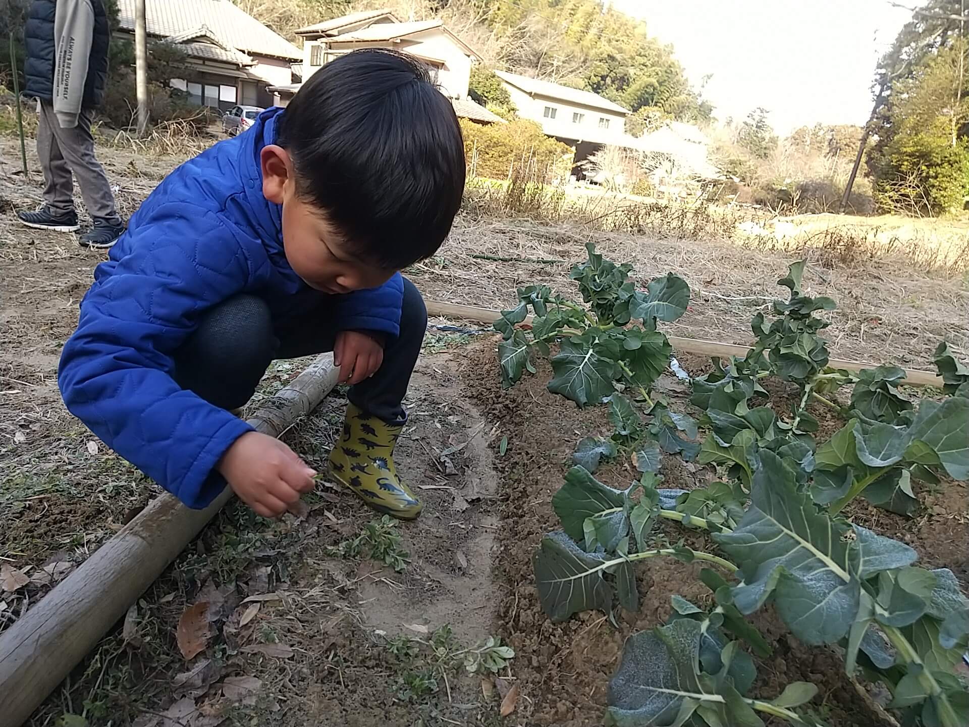 雑草を抜く子ども