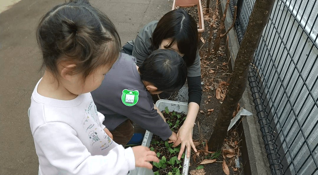 根元をもって収穫