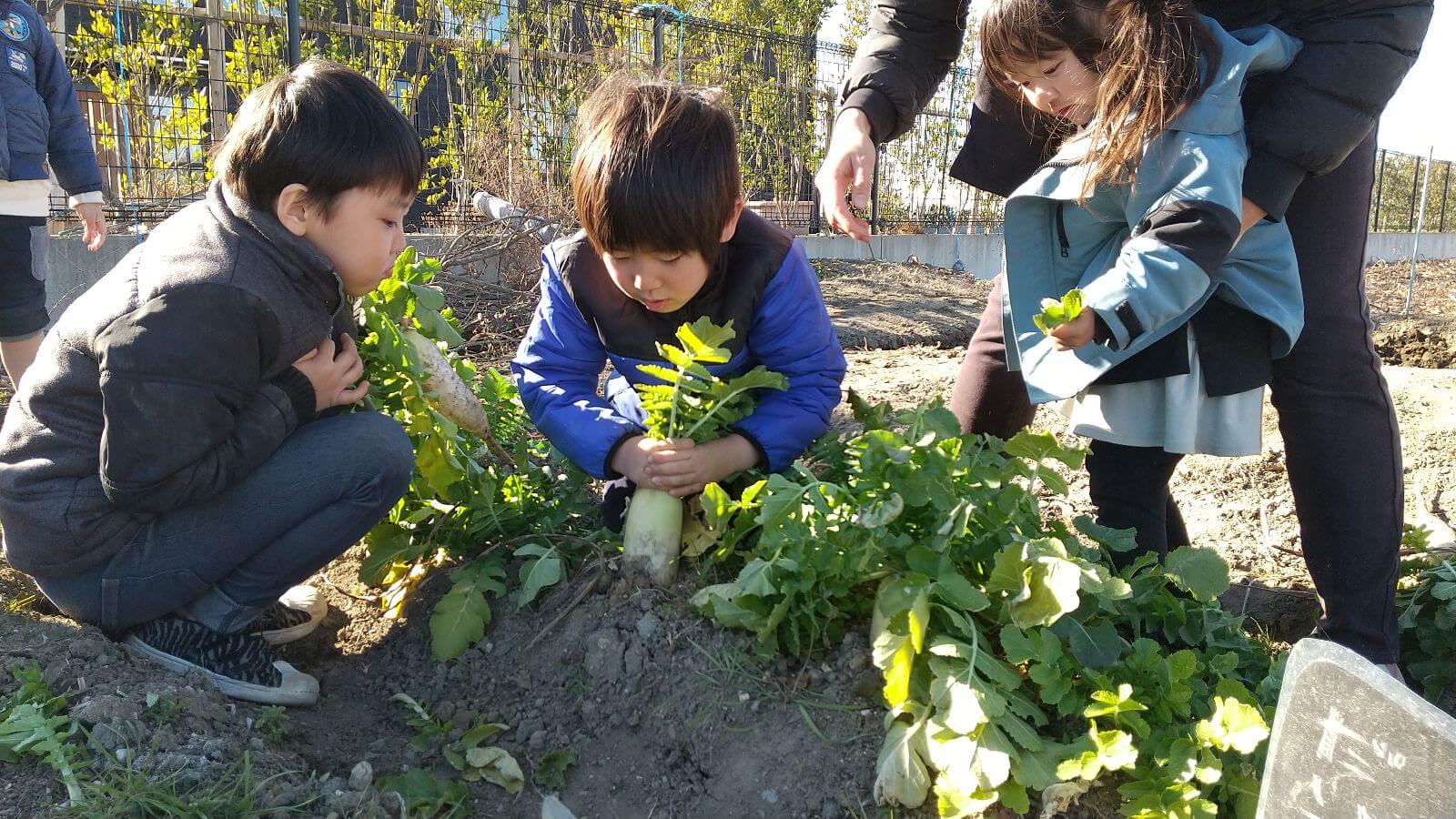 大根を収穫する子どもたち