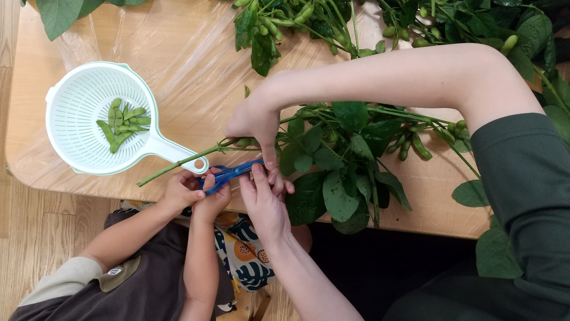 枝豆の枝を切る子どもと職員