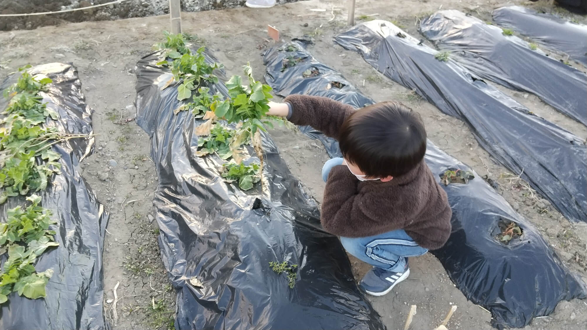 畑で収穫した大根を眺める子ども