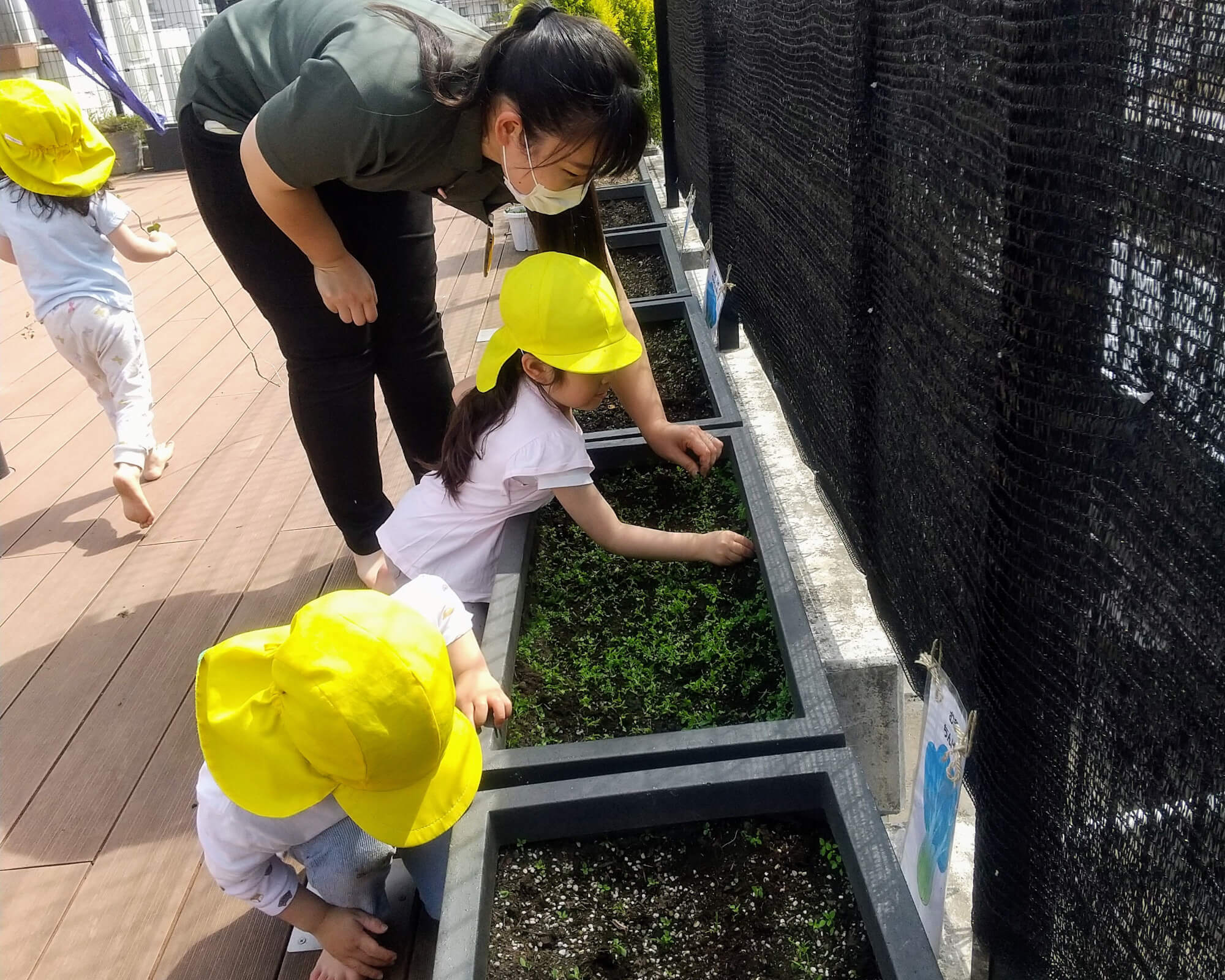 プランターの雑草を抜く子どもたち