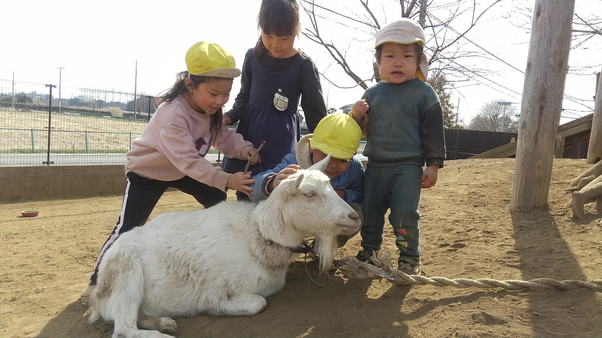 ヤギと触れ合う子どもたち