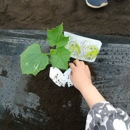 発達支援つむぎ 調布「おいしい夏野菜を作ろう」