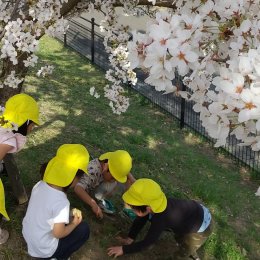 桜の花びらを集める子どもたち