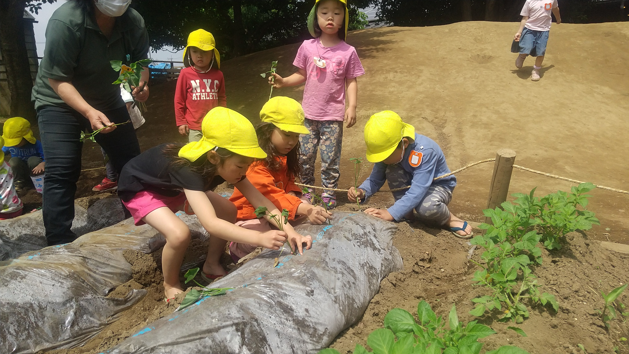 さつまいもの苗を植える子どもたち