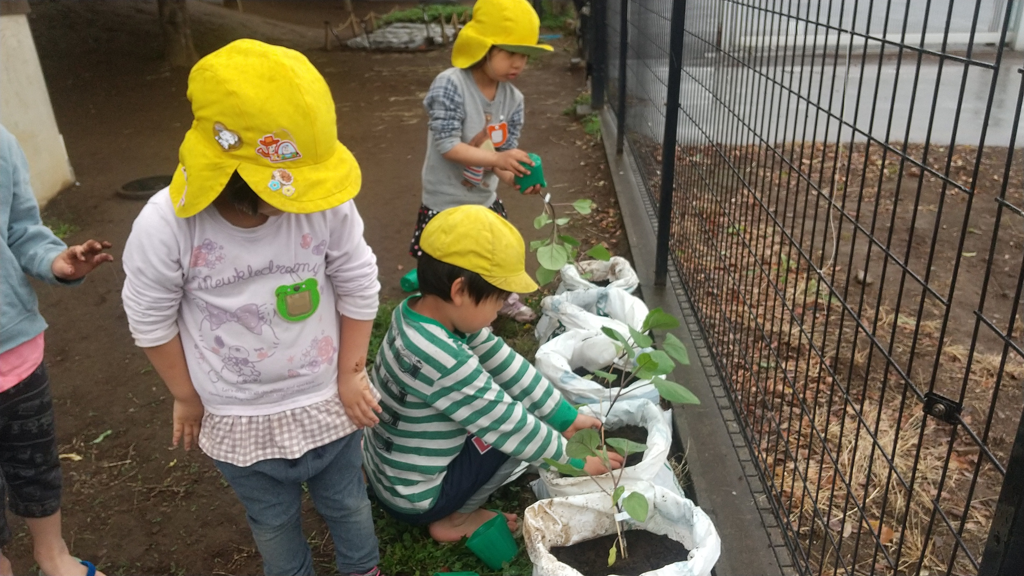 プランターで野菜を育てる子どもたち