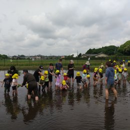 一宮どろんこ保育園の田んぼ