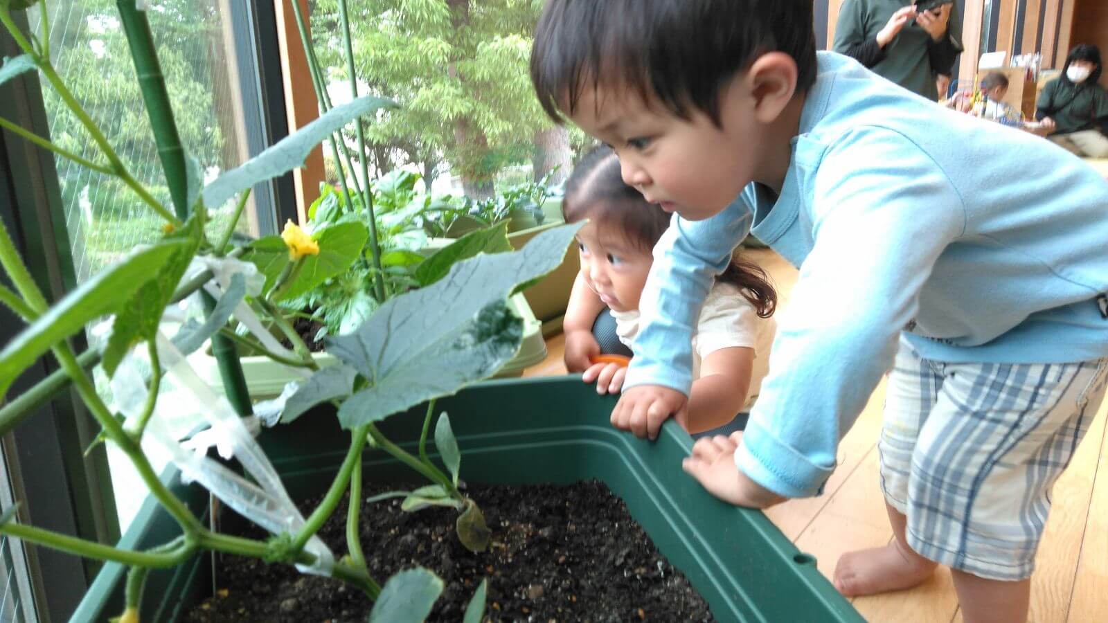 きゅうりの花を見つめる子ども