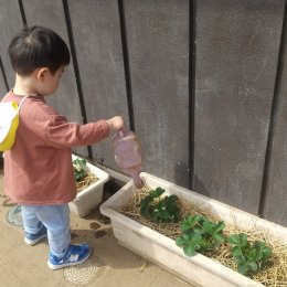 発達支援つむぎ 新羽「野菜を育てよう」