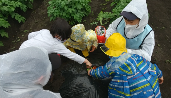 畑に苗を入れる子どもたち