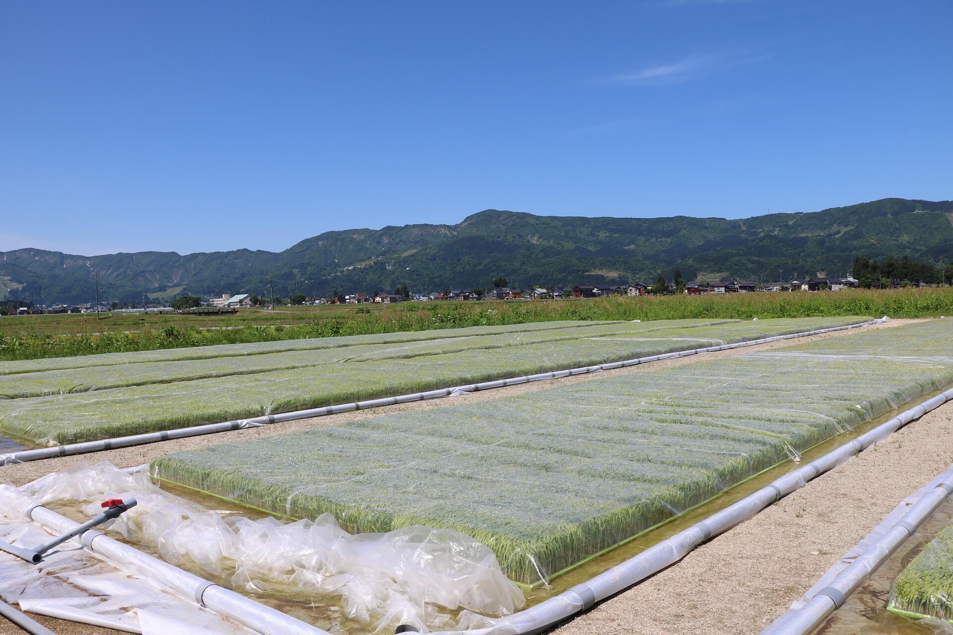 田植えを待つ苗