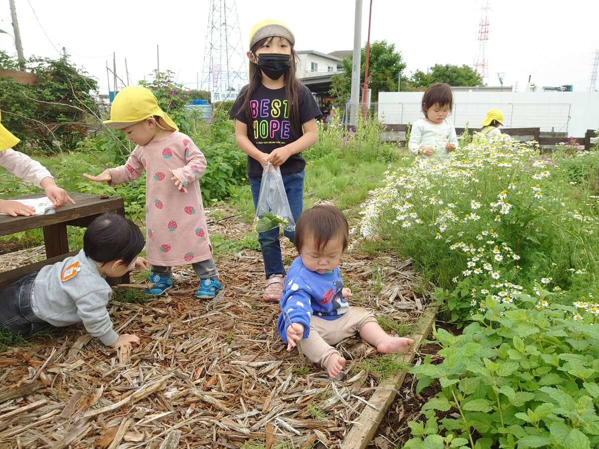 ハーブを摘む子どもたち