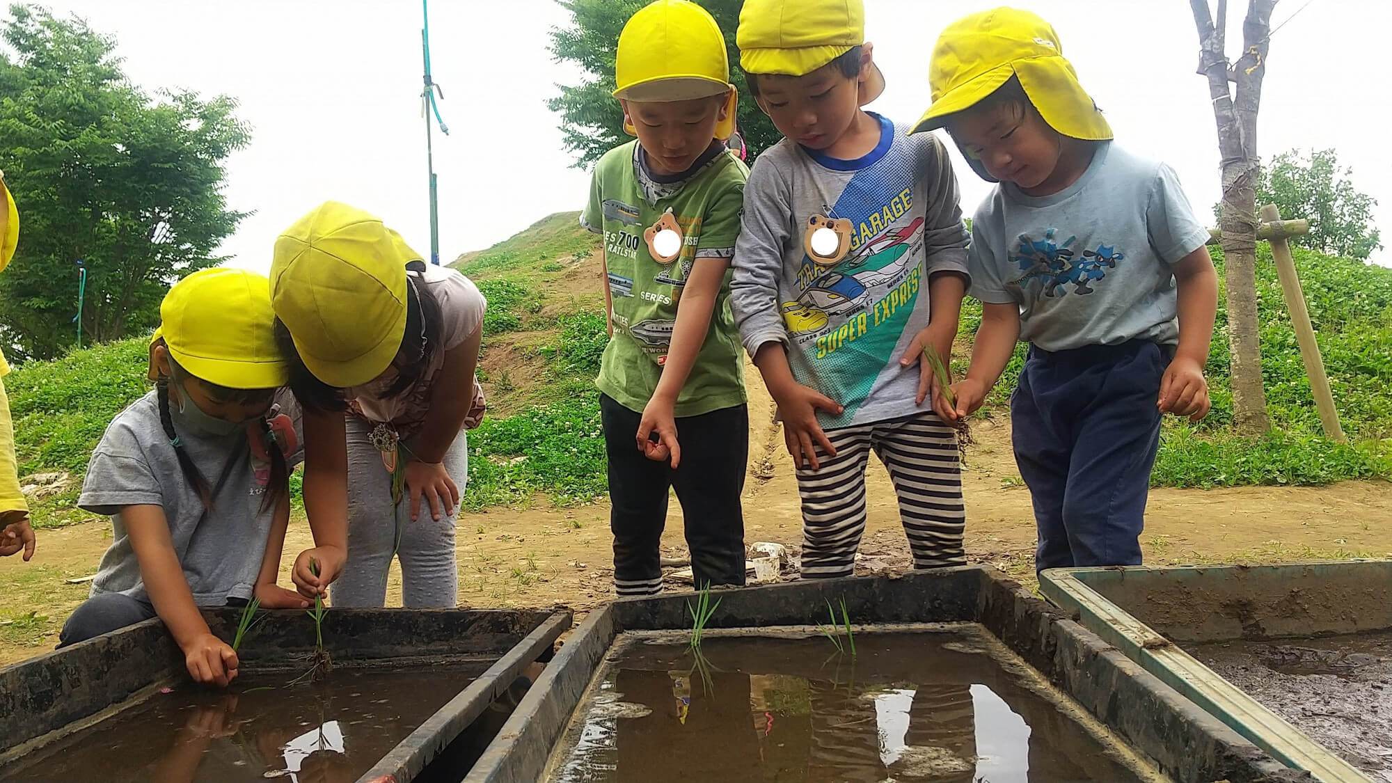 稲を植える子どもたち