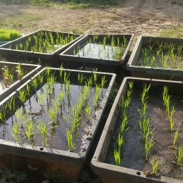 越谷どろんこ保育園「田植えの時期になりました」