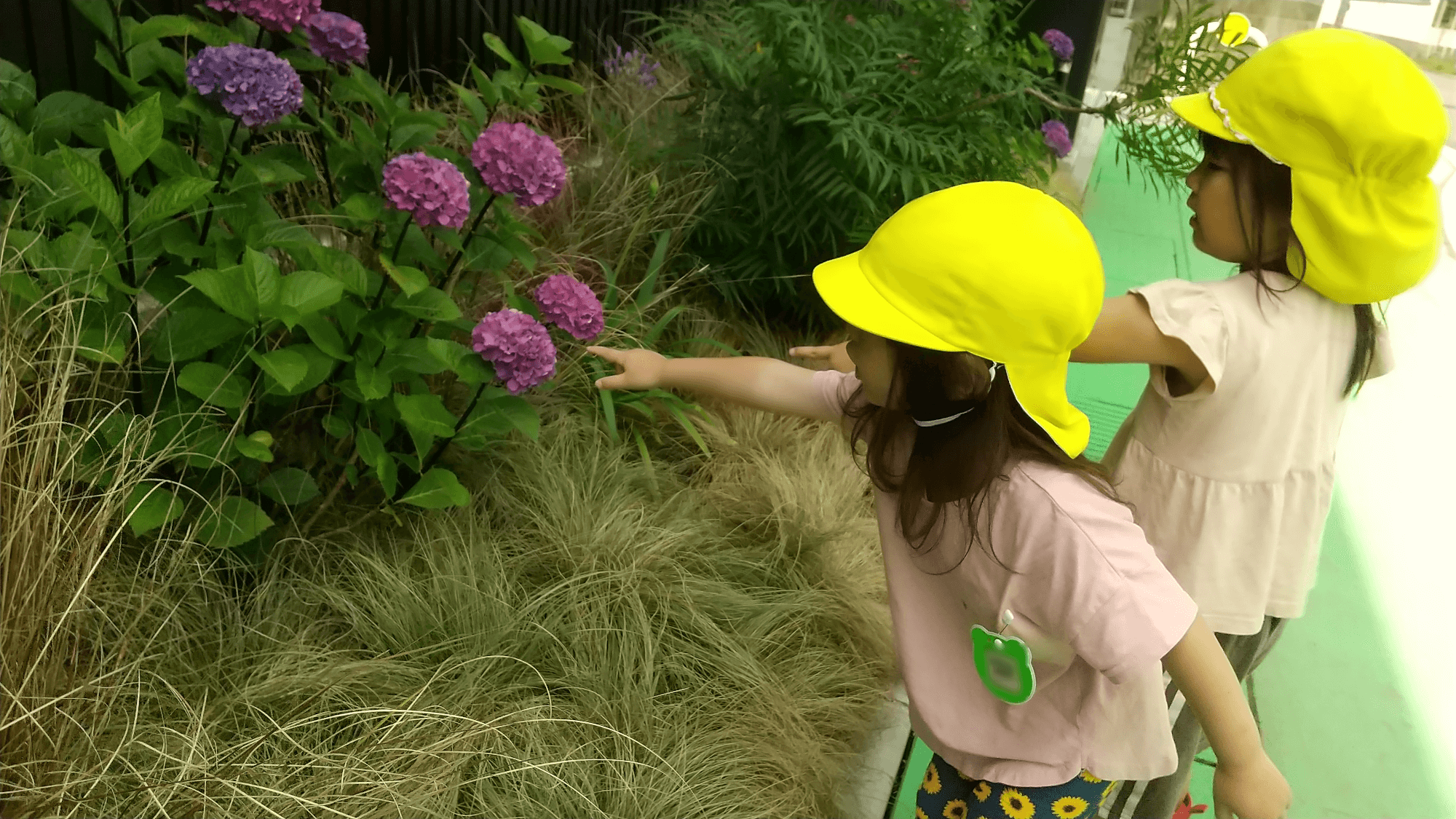 紫陽花を観察する子どもたち