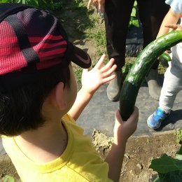 発達支援つむぎ 府中「夏野菜の収穫が始まりました！」