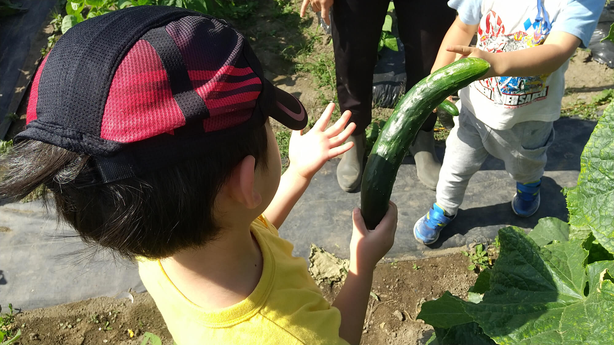 キュウリを収穫する子どもたち