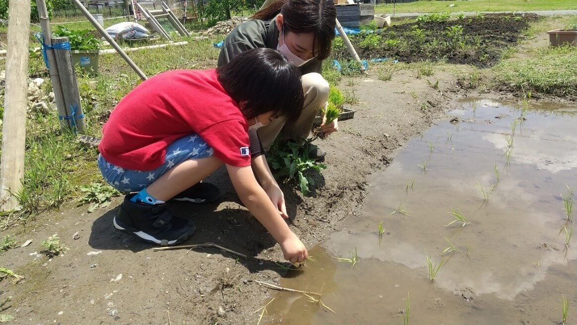 田植えに挑戦する子ども