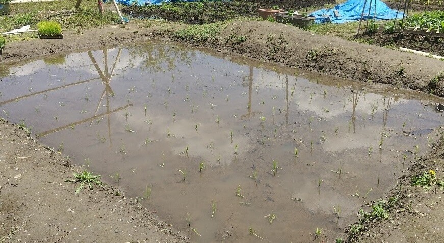 田植え後のたんぼの様子