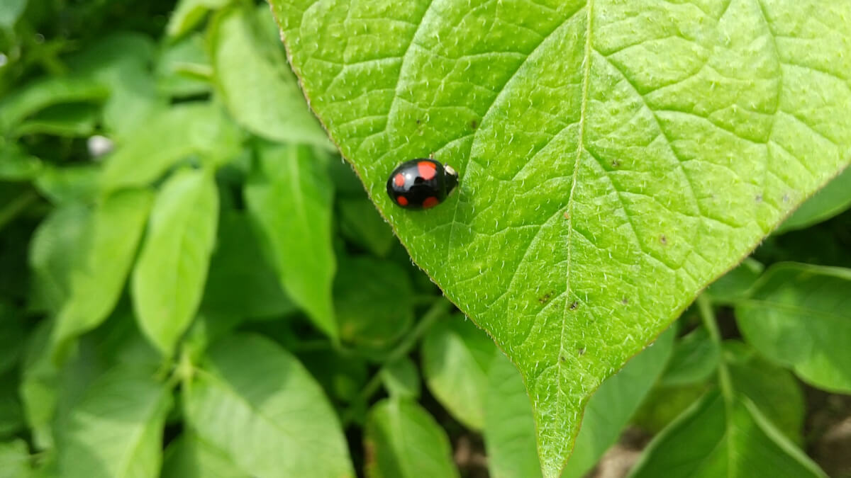 てんとう虫