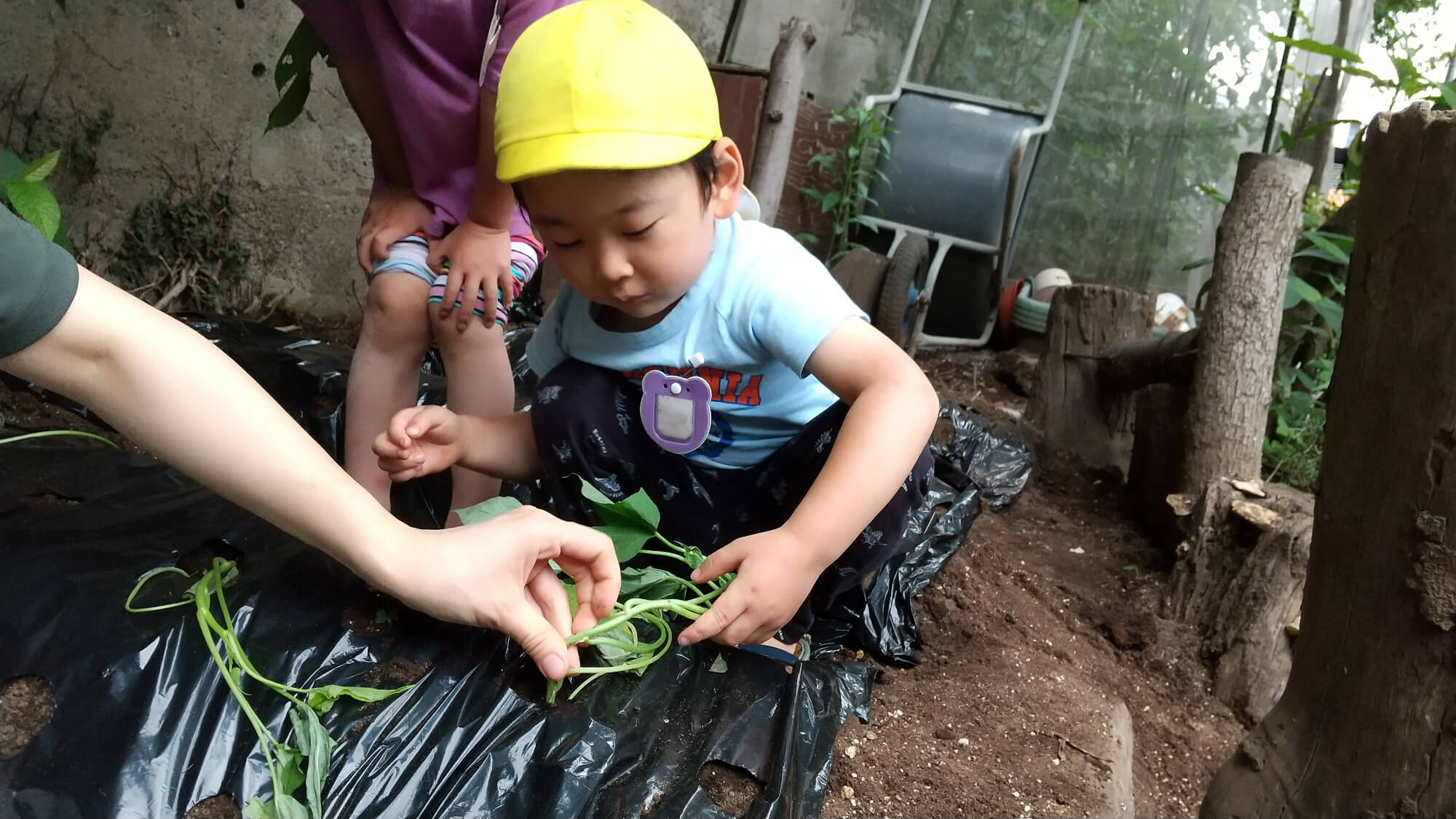 畑仕事をする子どもたち