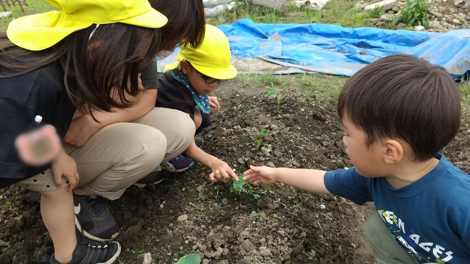 畑の作物に触れてみる子どもたち