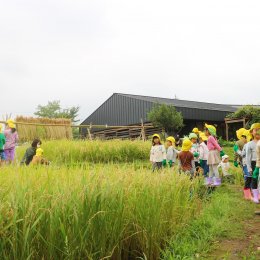 園庭の棚田の稲が実った万博公園どろんこ保育園